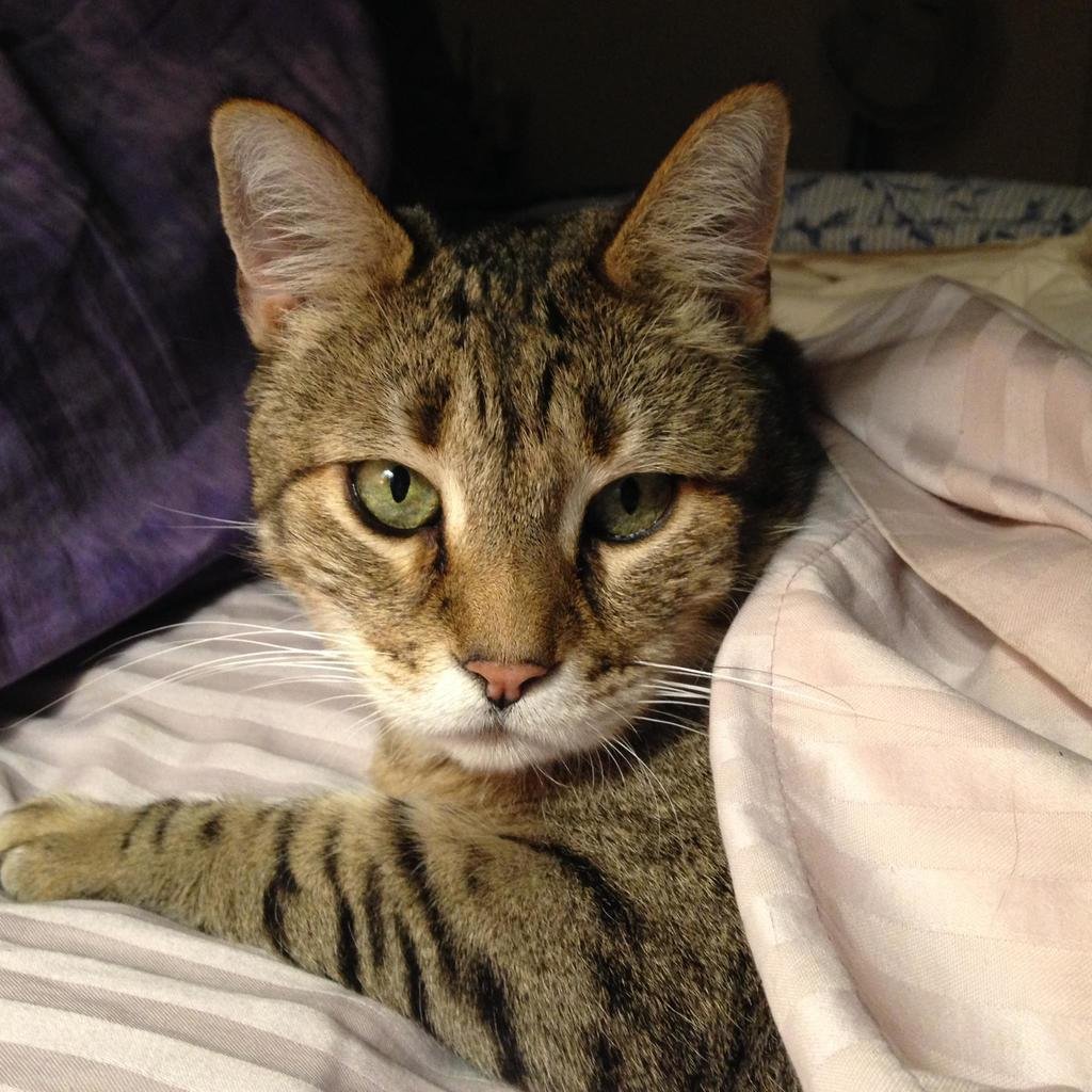 photograph of Spunk the cat, bed usurper extraordinaire